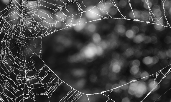 Web